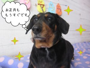 MDのチェリーちゃん施術後