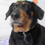 チェリーちゃんアイキャッチ