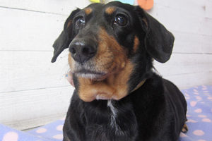 チェリーちゃんアイキャッチ