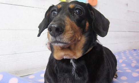 チェリーちゃんアイキャッチ