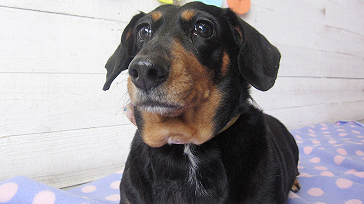 チェリーちゃんアイキャッチ