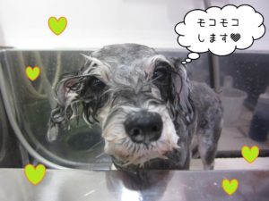MSのベルちゃんシャンプー中