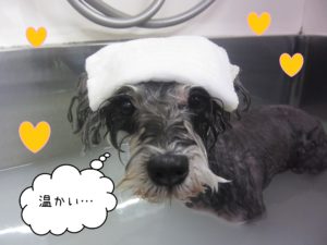 MSのベルちゃんスパ中