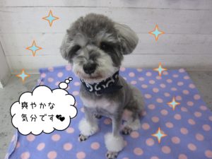 MSのベルちゃん施術後