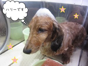 MDのハリーちゃんシャンプー中