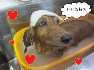 MDのハリーちゃんスパ中