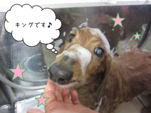 MDのキングちゃんシャンプー中