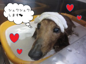 MDのキングちゃんスパ中