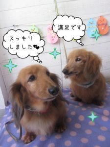 MDのキングちゃんとハリーちゃん施術後