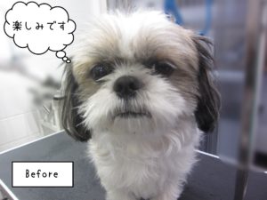 SZの小太郎ちゃんカット前