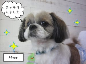 SZの小太郎ちゃん施術後