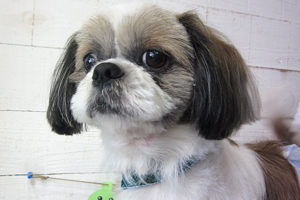 小太郎ちゃんアイキャッチ