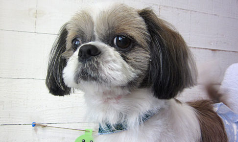 小太郎ちゃんアイキャッチ