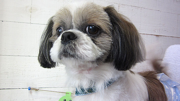 小太郎ちゃんアイキャッチ