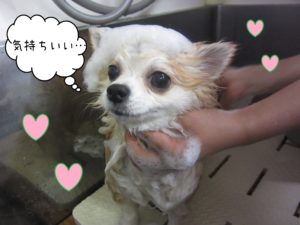 チワワのチロちゃんシャンプー中