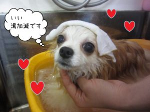 チワワのチロちゃんスパ中