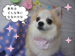チワワのチロちゃん施術後