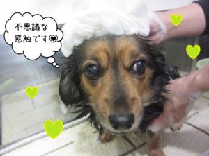 MDの小春ちゃんシャンプー中