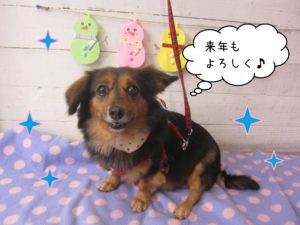 MDの小春ちゃん施術後