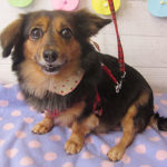 小春ちゃんアイキャッチ