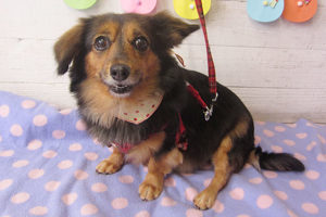 小春ちゃんアイキャッチ