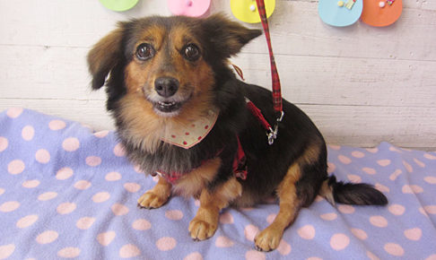 小春ちゃんアイキャッチ