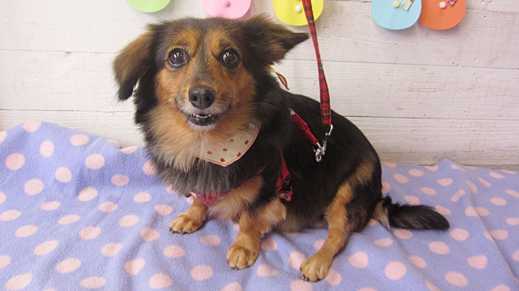 小春ちゃんアイキャッチ