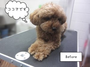 TPのココアちゃんカット前