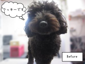 TPのクッキーちゃんカット前