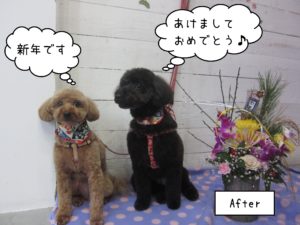 TPのクッキーちゃんココアちゃん施術後