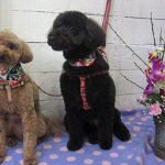 クッキーちゃんココアちゃんアイキャッチ