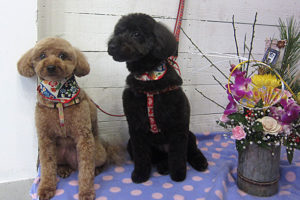 クッキーちゃんココアちゃんアイキャッチ