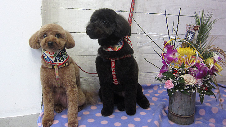 クッキーちゃんココアちゃんアイキャッチ