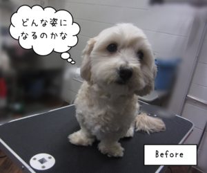 MIXのこむぎちゃんカット前