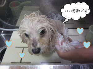 MIXのこむぎちゃんシャンプー中