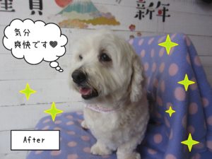 MIXのこむぎちゃん施術後