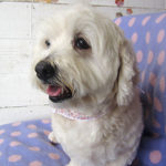 こむぎちゃんアイキャッチ