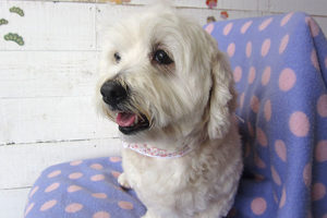 こむぎちゃんアイキャッチ