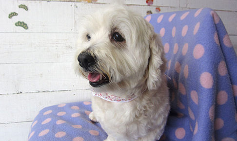 こむぎちゃんアイキャッチ