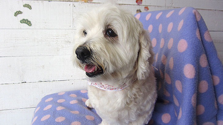 こむぎちゃんアイキャッチ