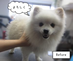 PMのれんちゃんカット前