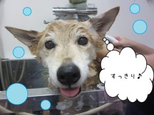 シャンプーミックス