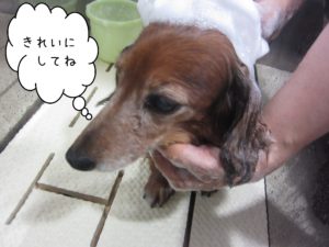 シャンプーダックス