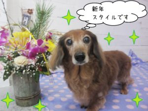 仕上がりダックス