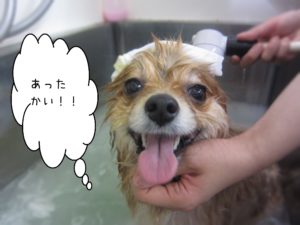 お風呂ポメ