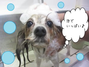 シャンプーミックス