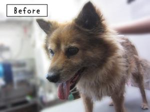 よろしくミックス