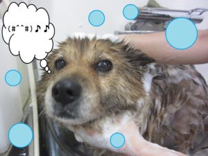 シャンプーミックス