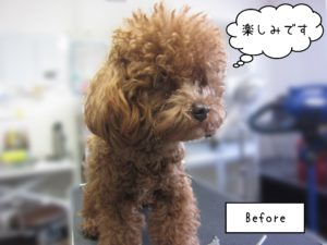 TPのほぬちゃんカット前