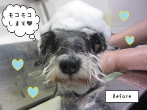MSのベルちゃんシャンプー中